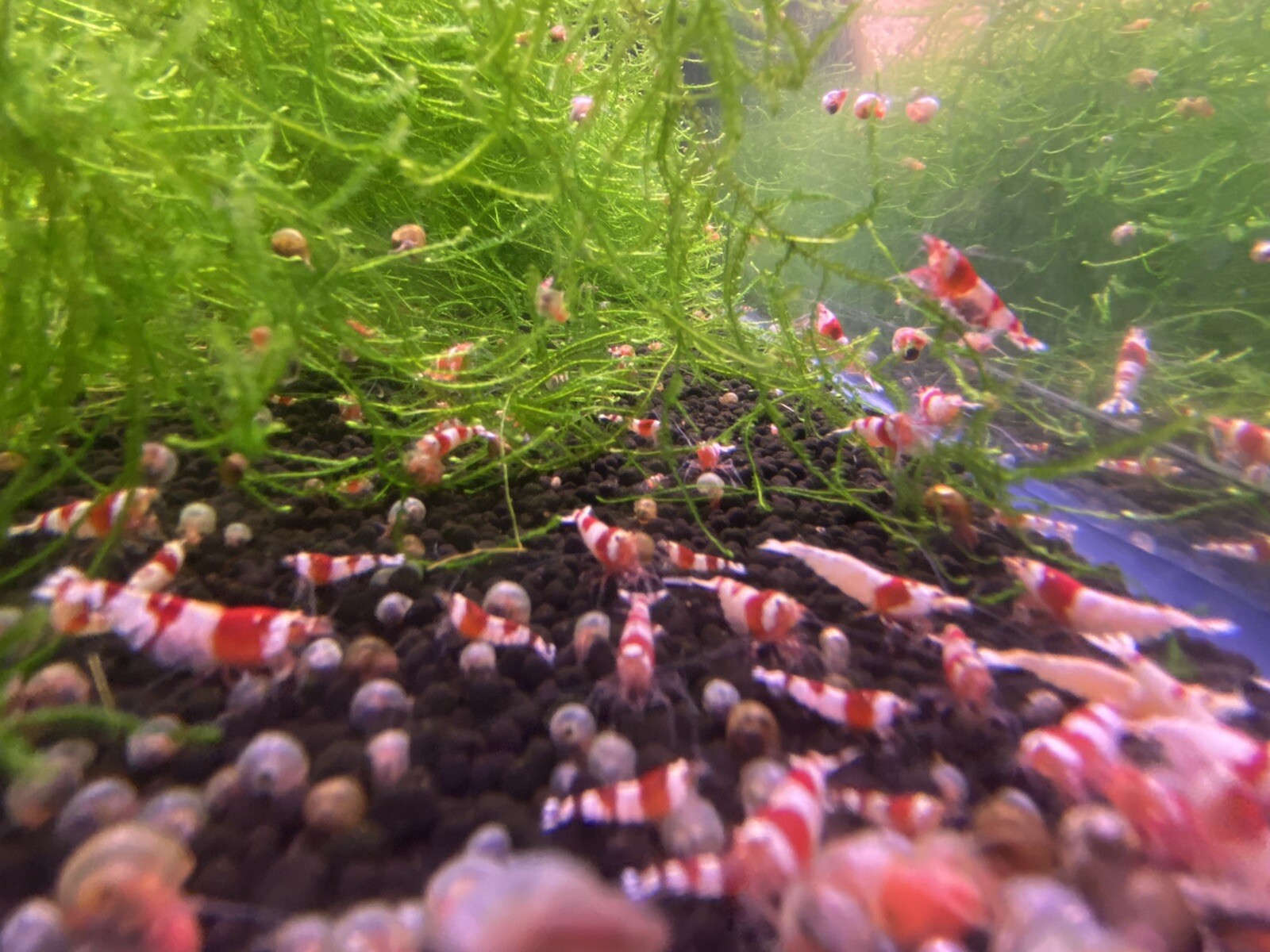 Crystal Red Shrimp (Mixed Grade S-SSS) Live Guarantee USA St...