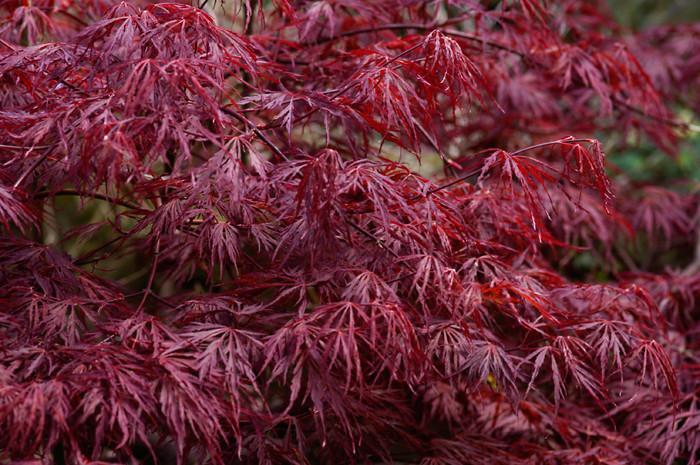 Red Laceleaf Japanese Maple Seeds (Acer Palmatum Dissectum A...
