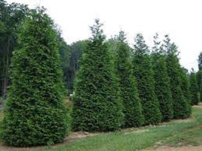 Blue Cone Arborvitae Evergreen Plants