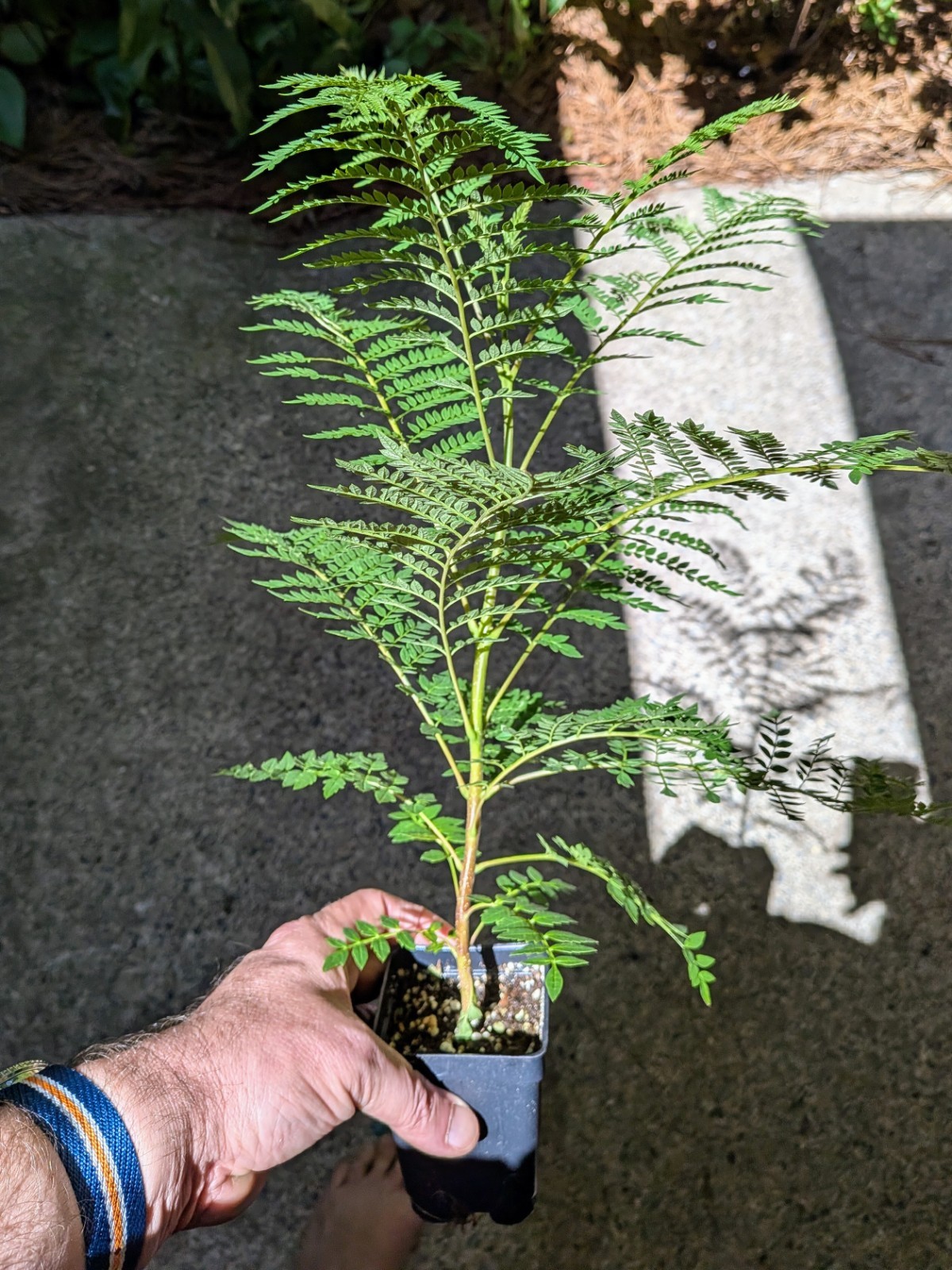 Blue Jacaranda Tree Jacaranda Mimosifolia Live Plant 12" Tal...