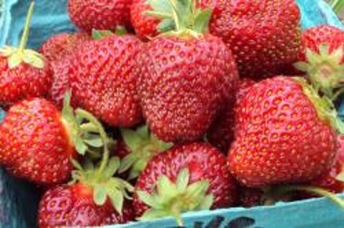 Honeoye Junebearing Strawberry Plant (25 Plants), 1Lb