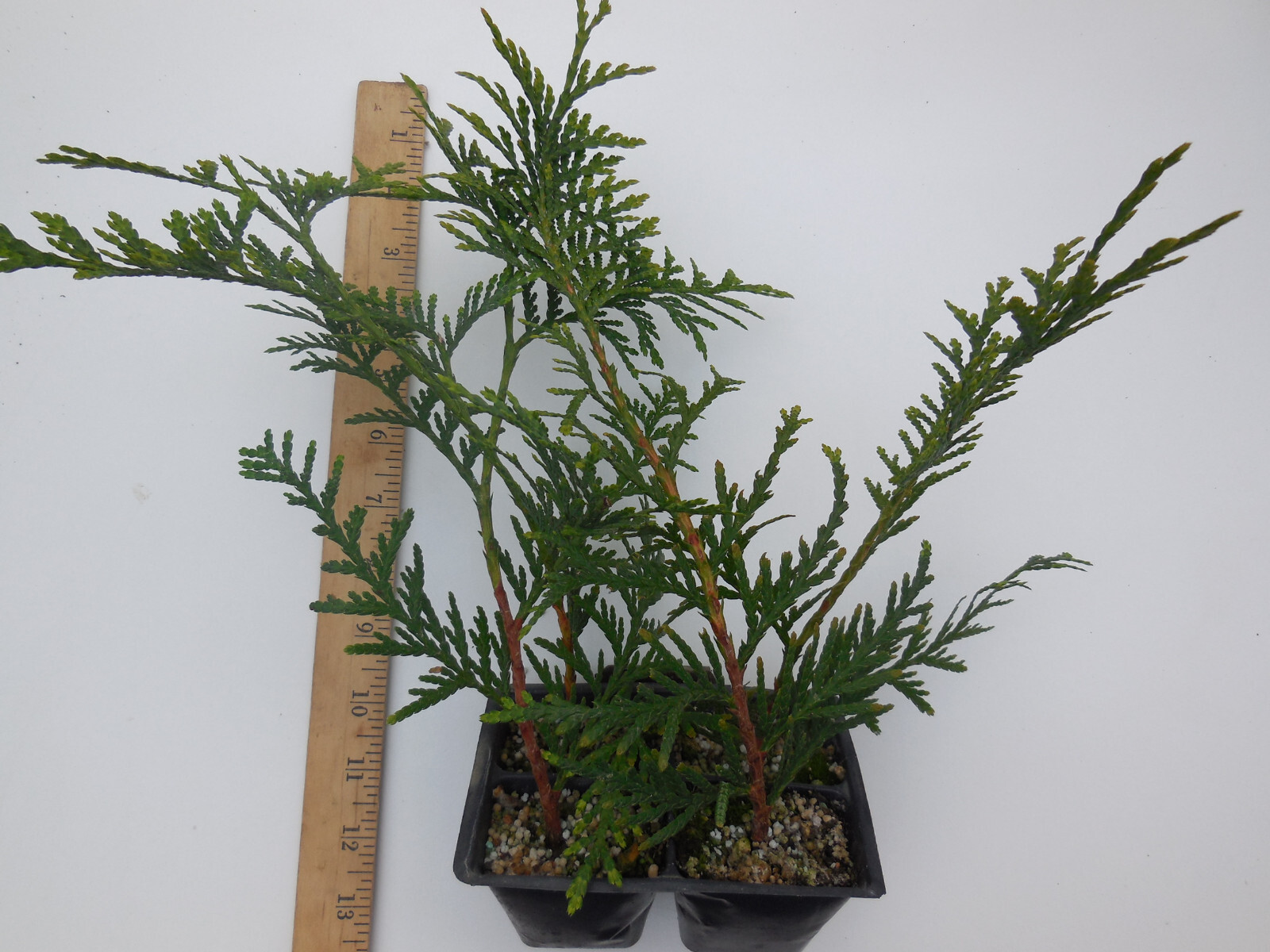 Green Giant Thuja (Cedar / Arborvitae) 8-12 Inches Tall - 4...