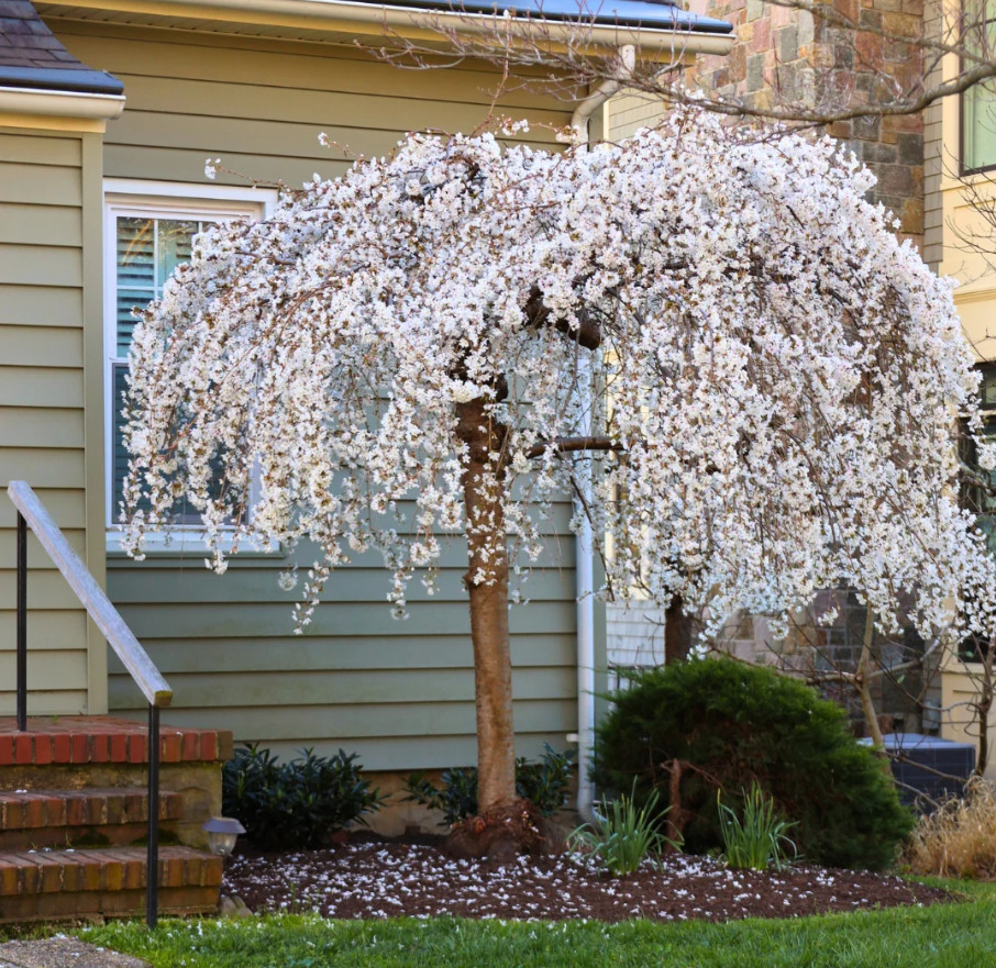 Weeping Yoshino Cherry Tree Live Plant in 2.5" Pot