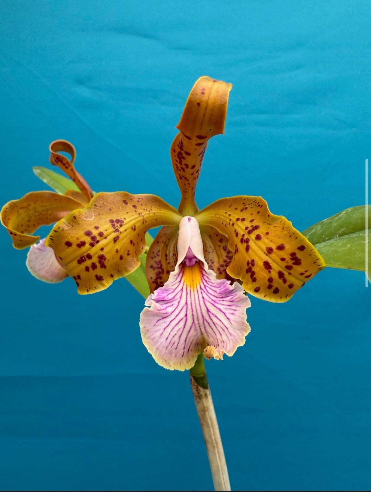 Cattleya Velutina Fragrant Spotted Orchid Species 2" Pot Sta...