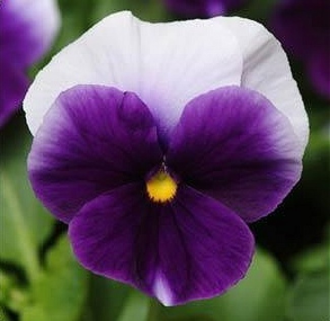 Swiss Giant Pansy Seeds, Beaconsfield Viola, Heirloom 50ct