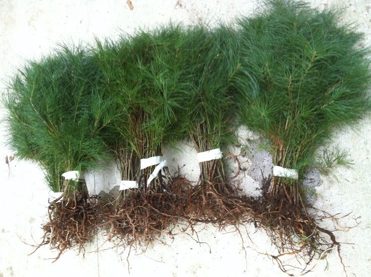 Evergreen White Pine Starter Trees Seedlings 14-18 Inch