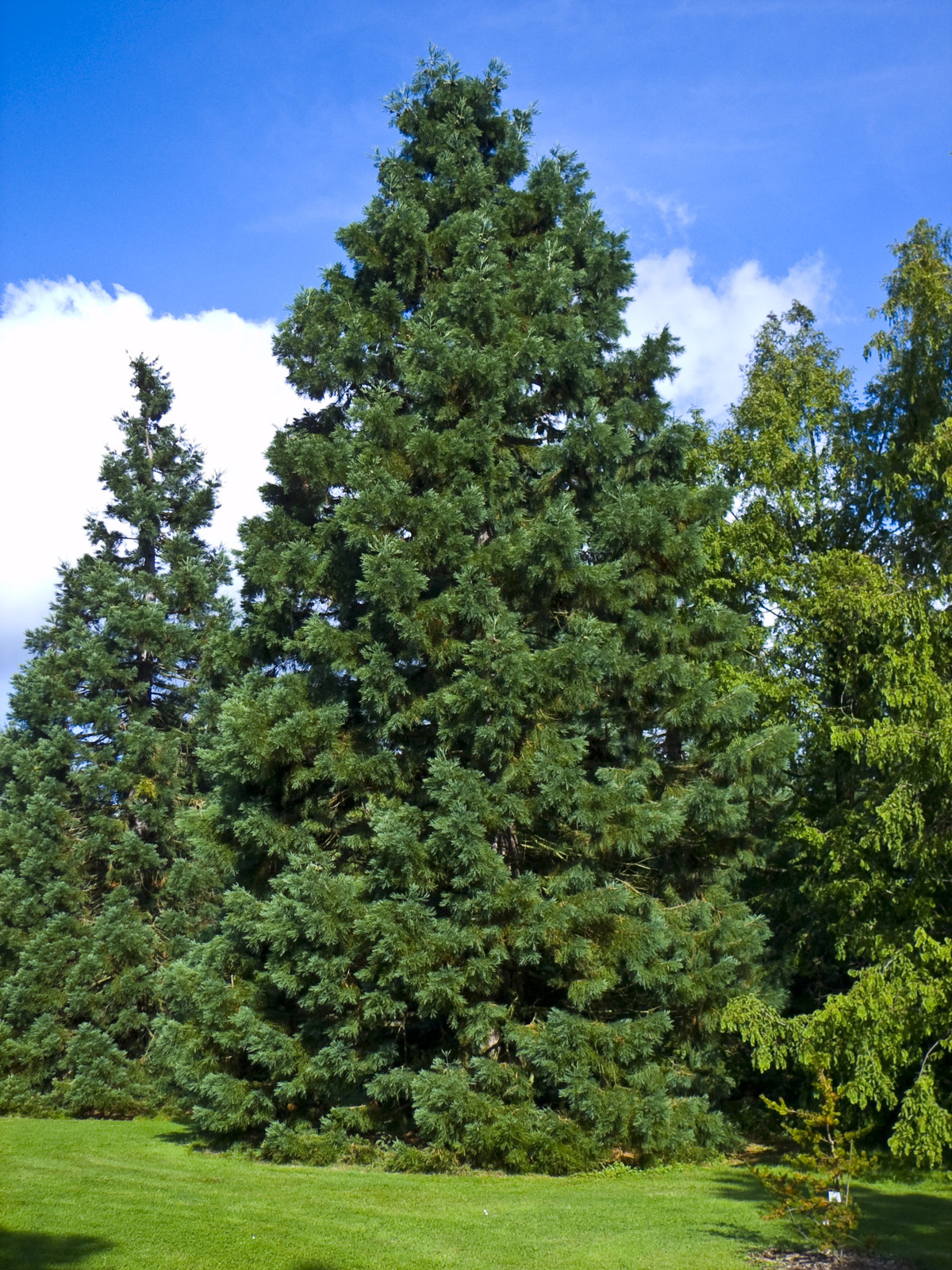 Giant Sequoia Tree Seeds - Evergreen Plant Seeds