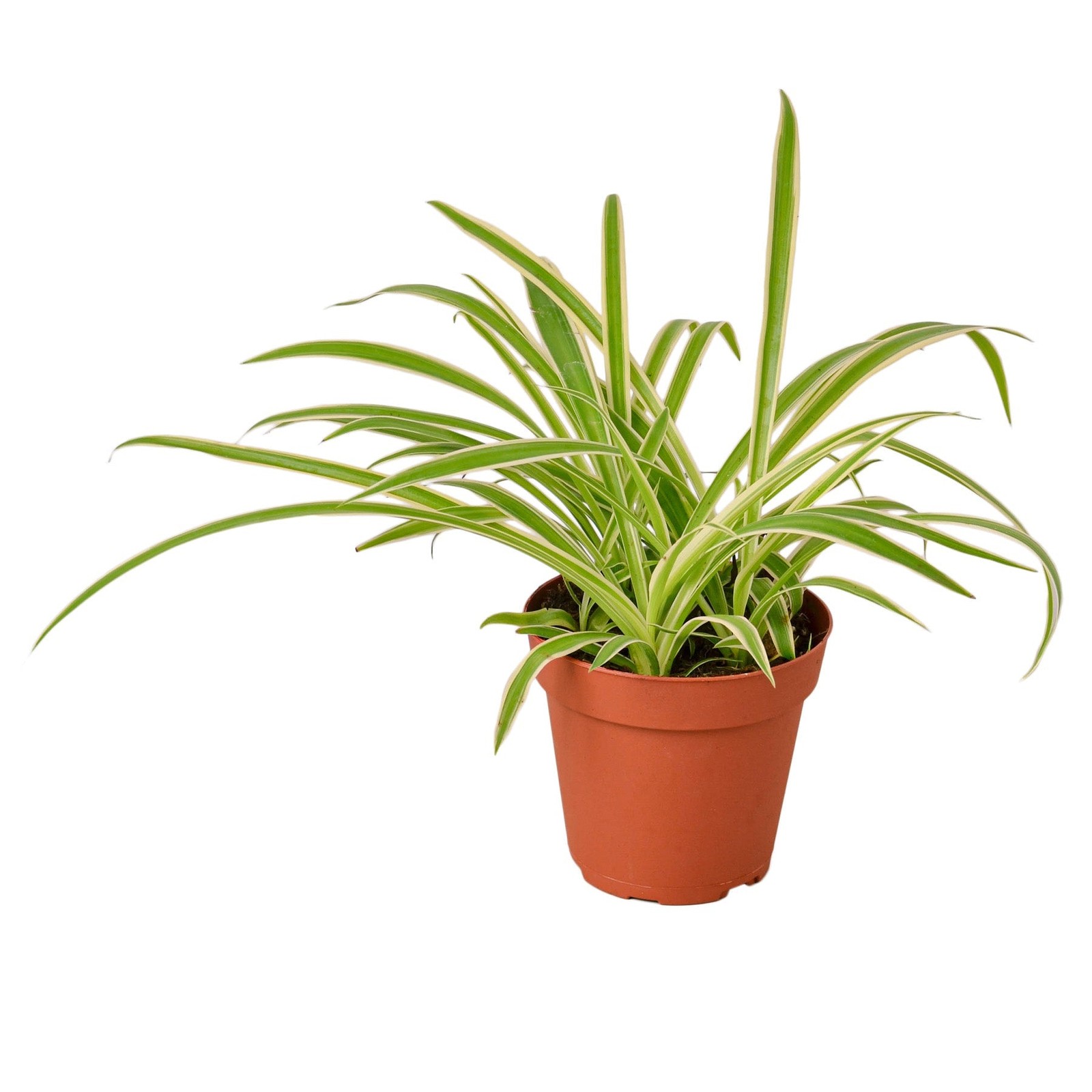 Spider Plant Reverse Variegated - Chlorophytum Comosum 'Reve...