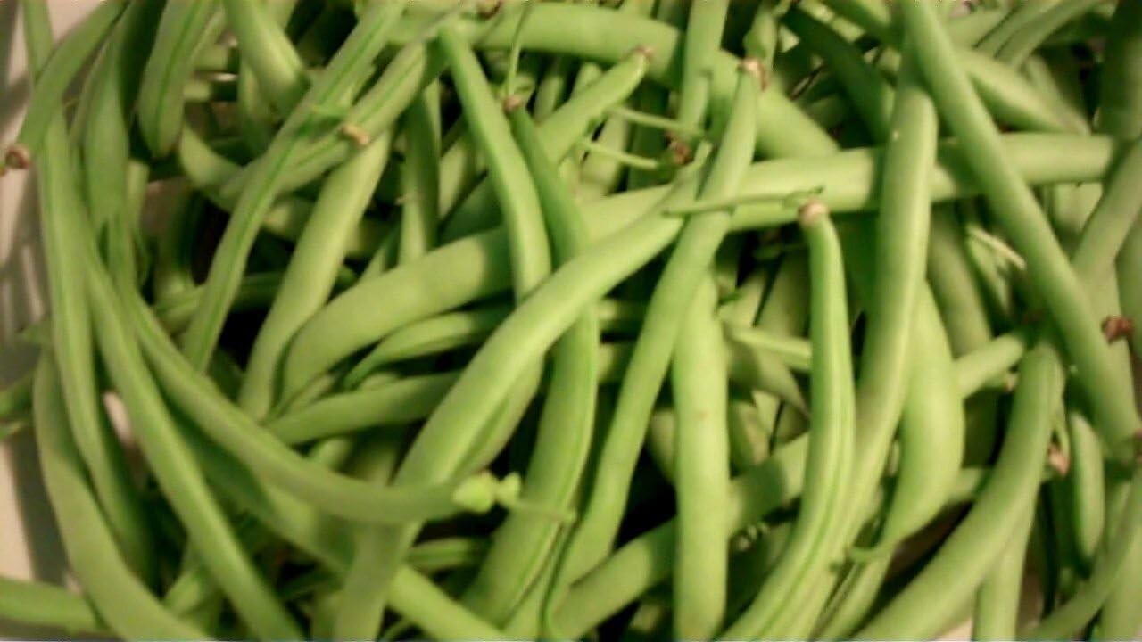 Contender Bush Bean, Earliest Producing Bean (100 Seeds), 40...