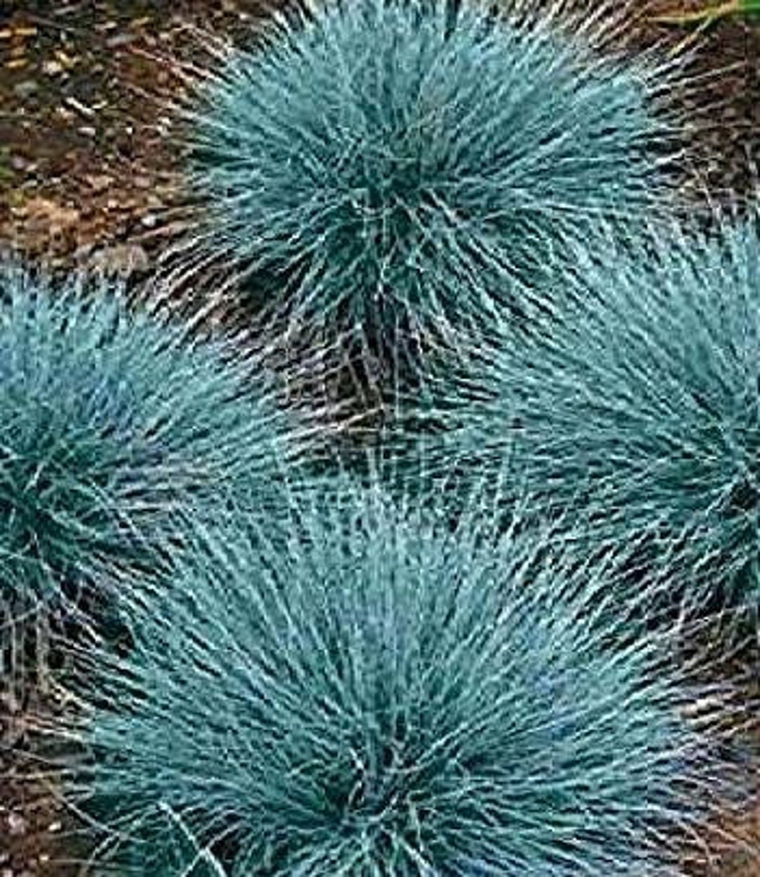 Blue Fescue Grass Seed Festuca Ovina Glauca 100 Seeds