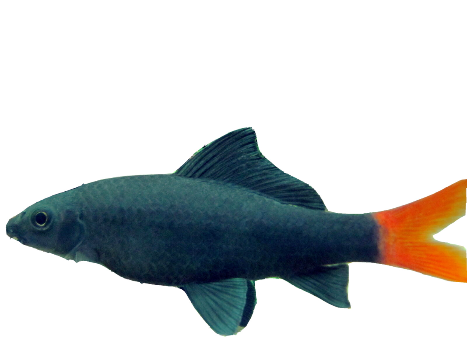 Red Tail Sharkfish Freshwater Community Fish