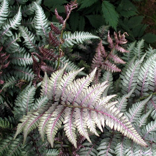 Japanese Painted Fern - Athyrium - Shade Lover - Hardy - Gal...