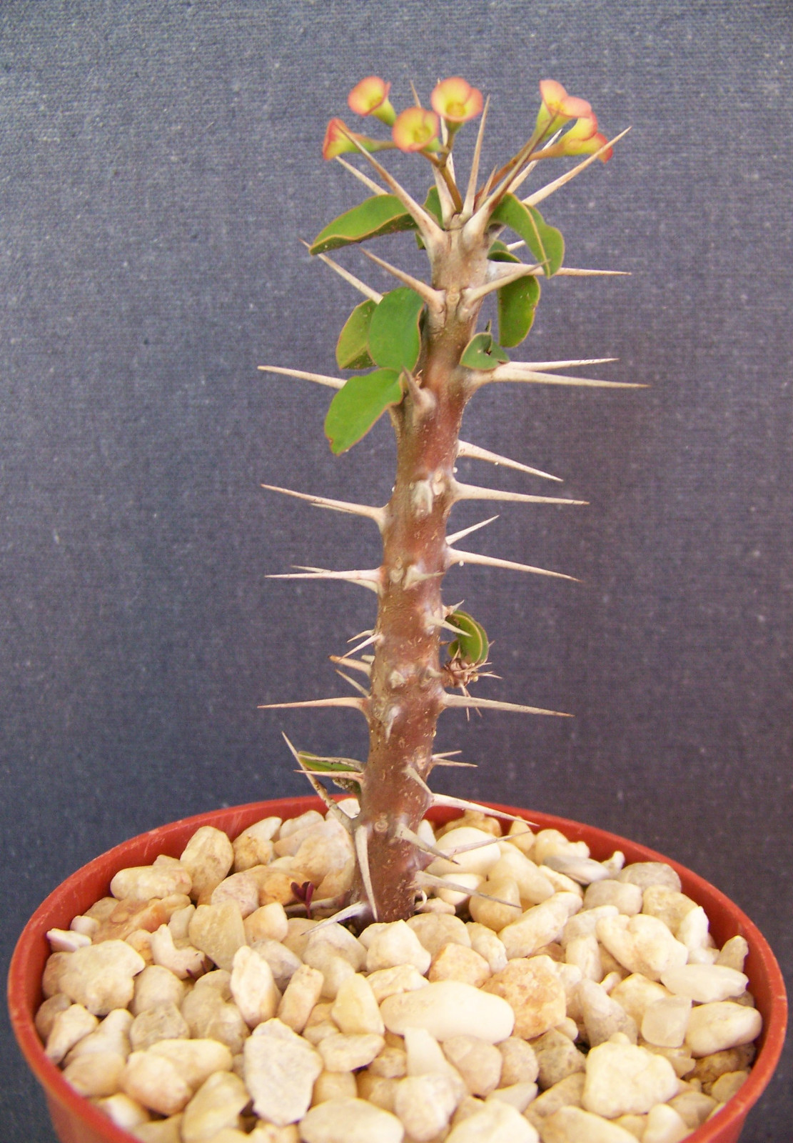 Euphorbia Delphinensis Exotic Rare Cactus Succulent Bonsai 4...