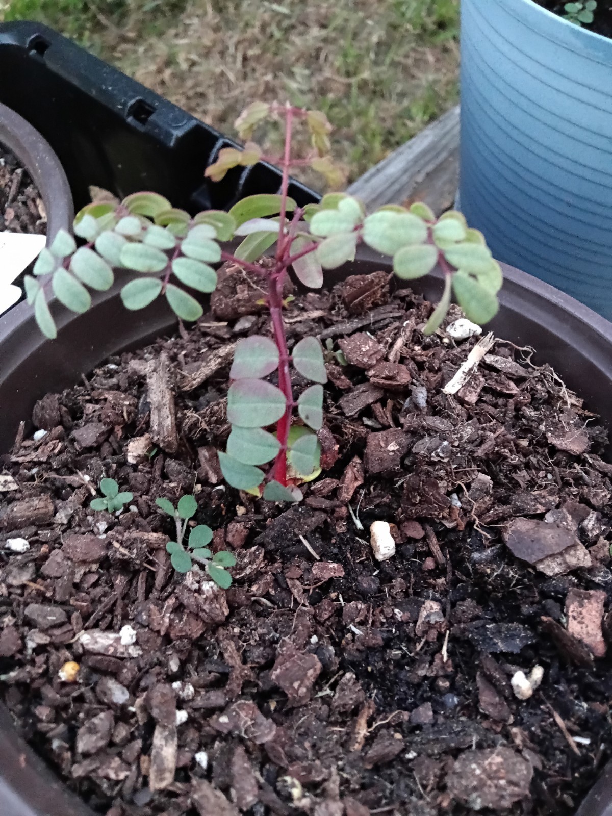 Pride of Barbados Plant - Mexican Bird of Paradise - Red - 5...