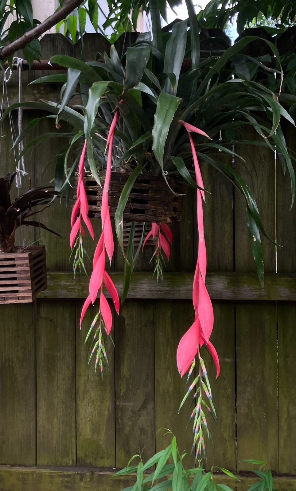 Billbergia x Windii Angel Tears Bromeliad Offset Clumping Ep...