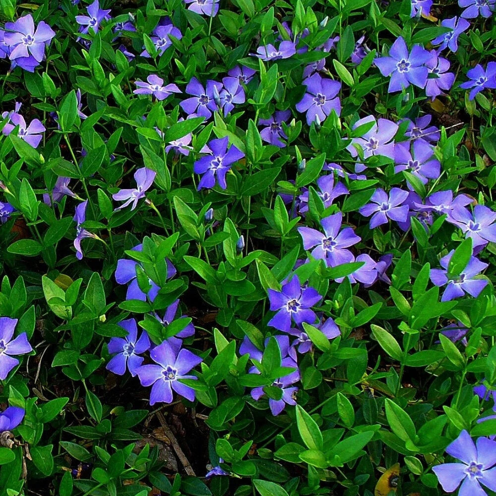 Vinca Minor Periwinkle Creeping Myrtle (Perennial Evergreen...