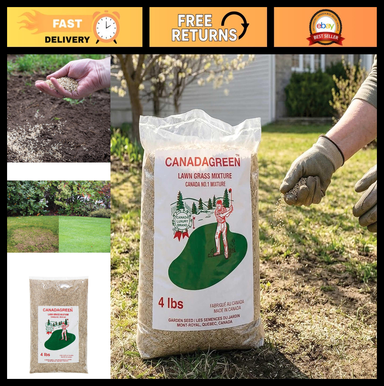 Fast Growing Canada Green Grass Seed - 4 Pound Bag for Lush...