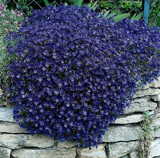 Rock Cress Seeds Cascading Blue - Heirloom Perennial Groundc...