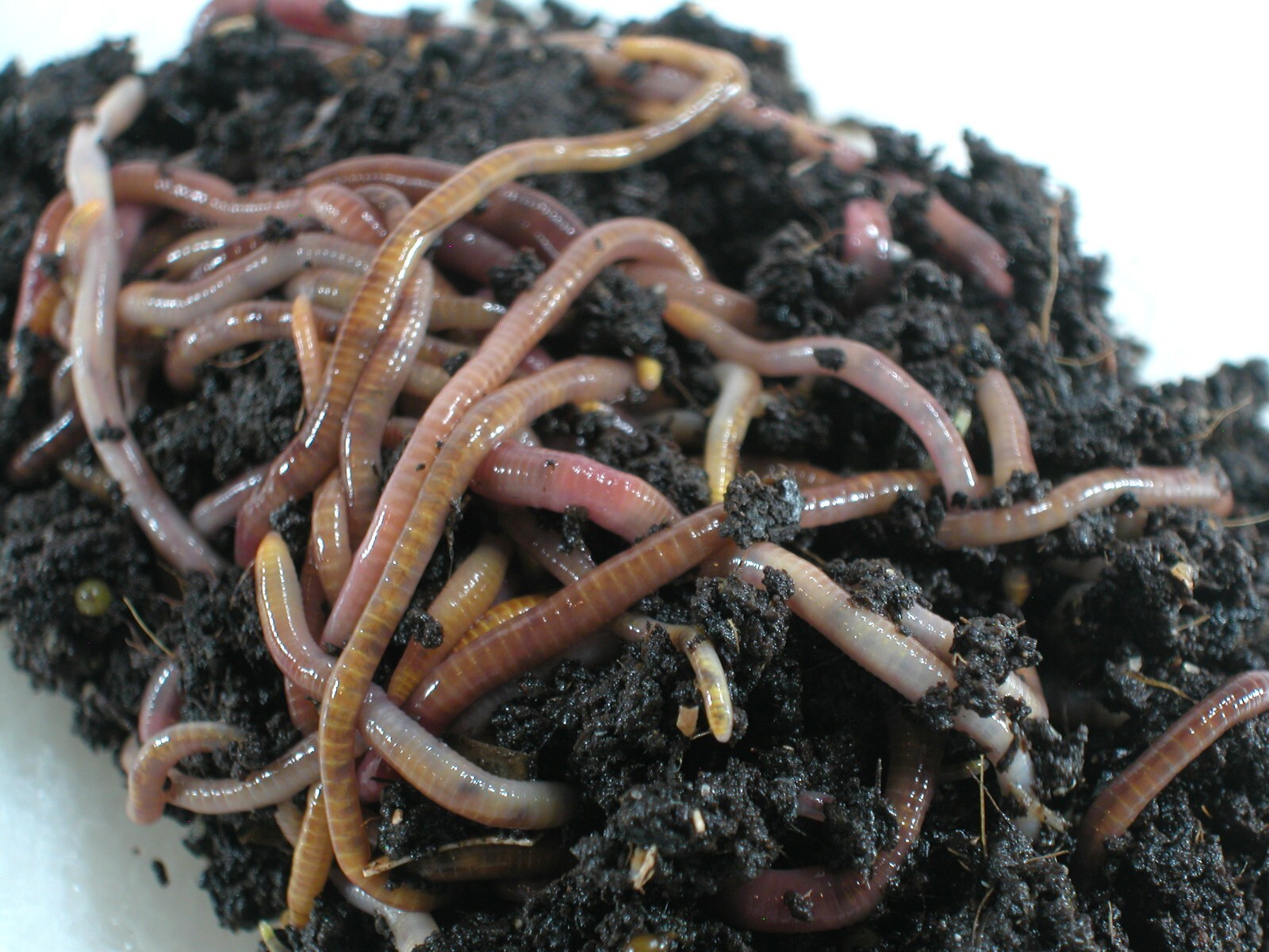 Live Red Wiggler Worms (Eisenia fetida) - Organic Pack