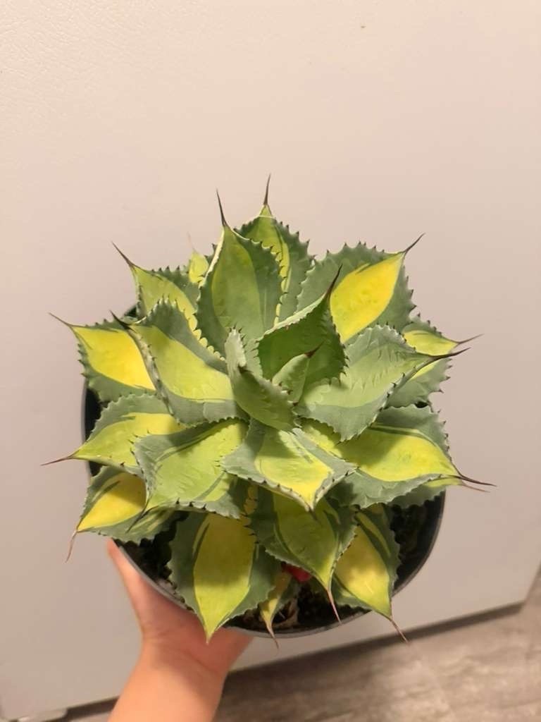 Agave Isthmensis ‘Rum Runner’ Yellow Fleshy Leaves