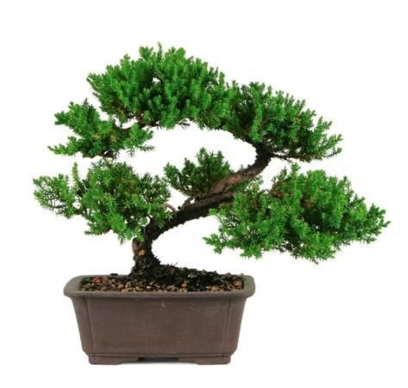Japanese Dwarf Juniper Bonsai Tree Gift Option