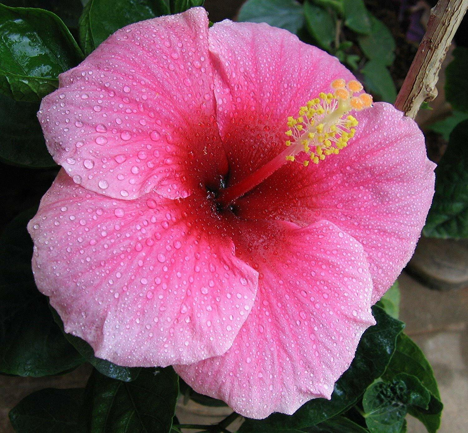Hawaiian Pink Hibiscus Plant Cutting, 2–4 In. Long