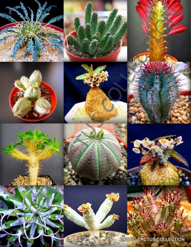 Europoria Variety Mix Rare Cactus Plant Seeds - Exotic Succu...