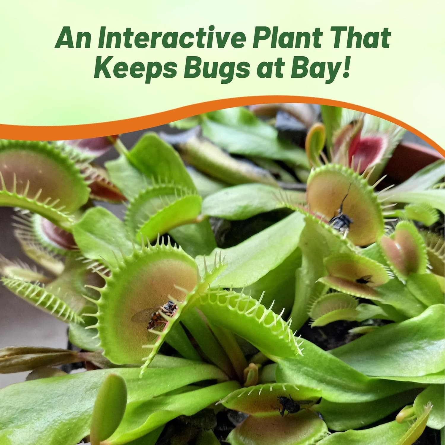 Venus Flytrap Seeds - Dionaea Muscipula - 20 Seeds