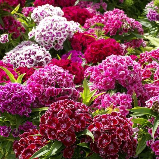 Sweet William Tall Double Mix Dianthus 20" Part-Shade 500 Se...