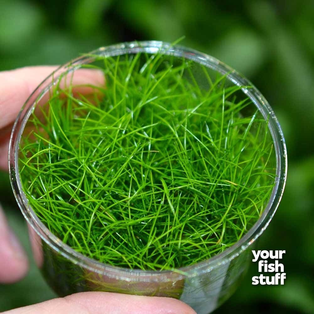 Eleocharis Parvula Dwarf Hairgrass Tissue Cultured Aquarium...