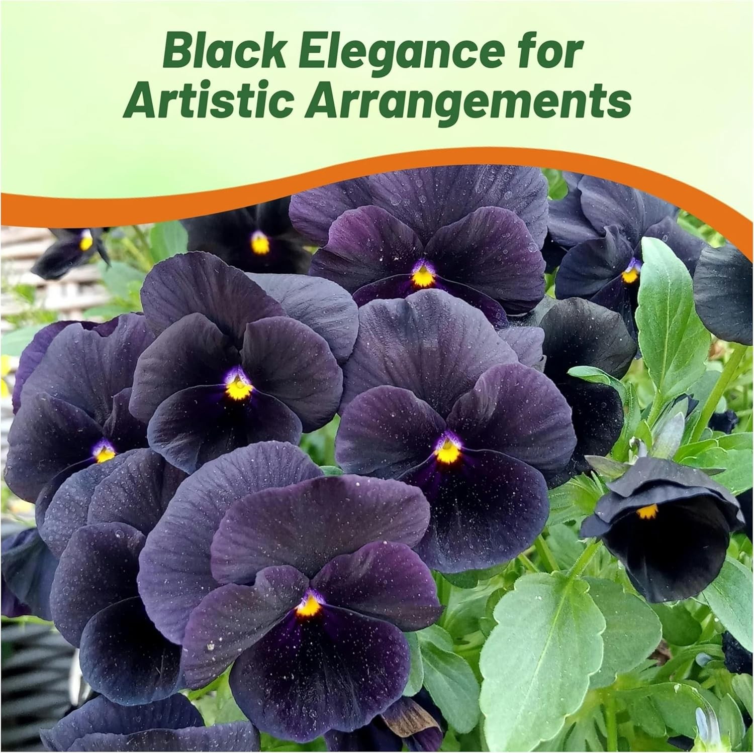 Viola Wittrockiana Black Seed Pack - 2000 Seeds for Planting