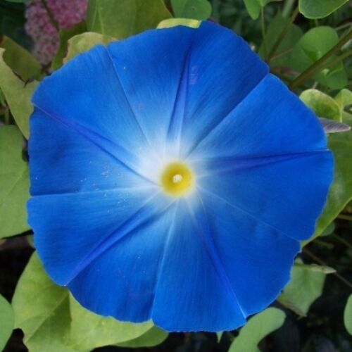 Heavenly Blue Morning Glory Seeds | Giant Blue Flowers | 118...