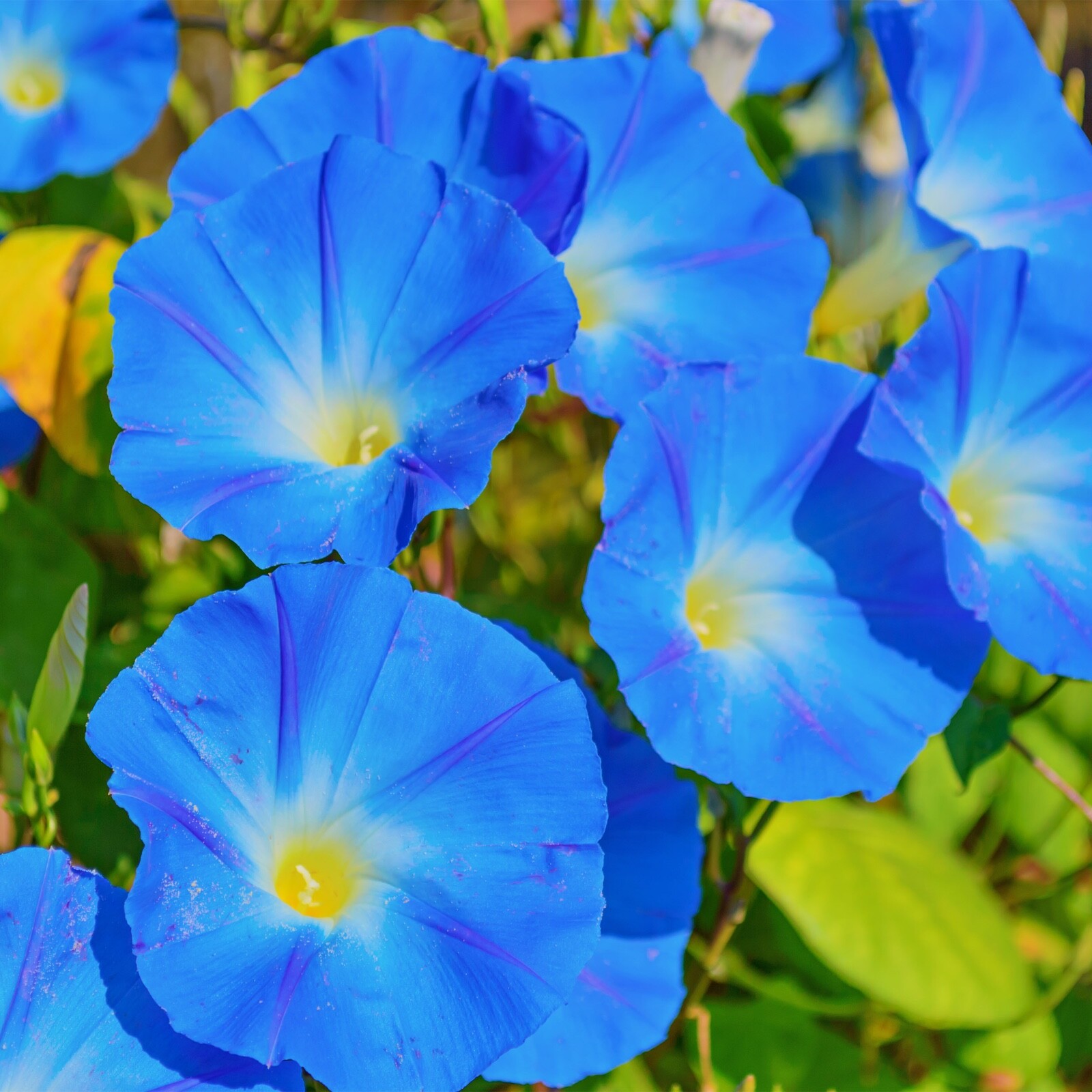 Heavenly Blue Morning Glory Seeds - Bulk 1oz