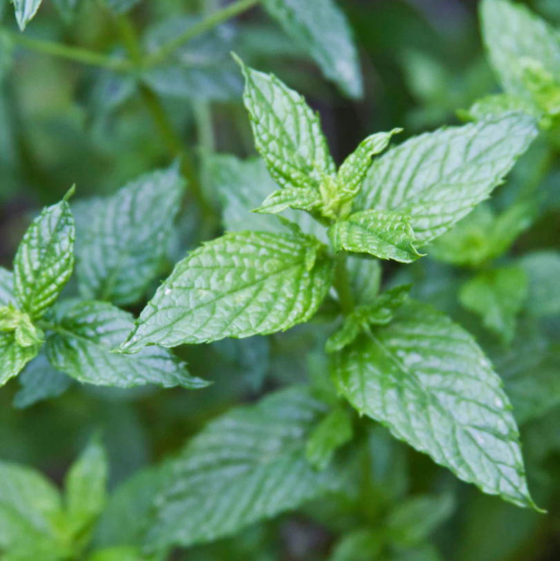 Spearmint Live Plant (Mentha Spicata) – 4 Inch Pot