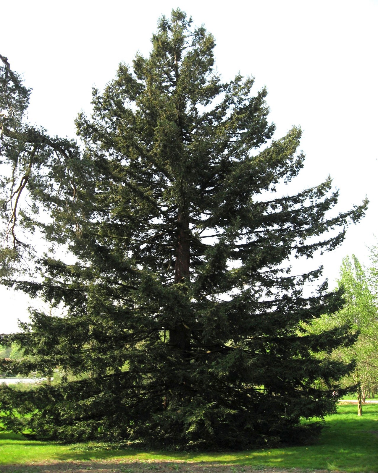 California Redwood Tree Seeds - Sequoia sempervirens
