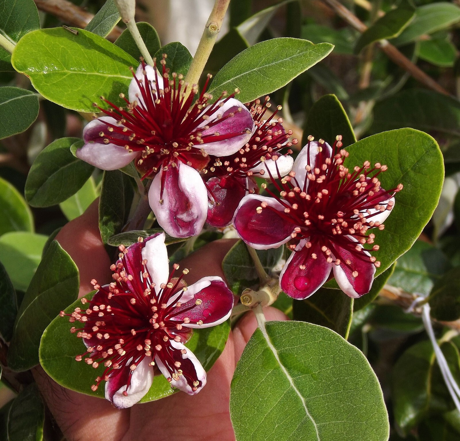 Sweet Fruit Guava Feijoa Sellowiana Starter Plant