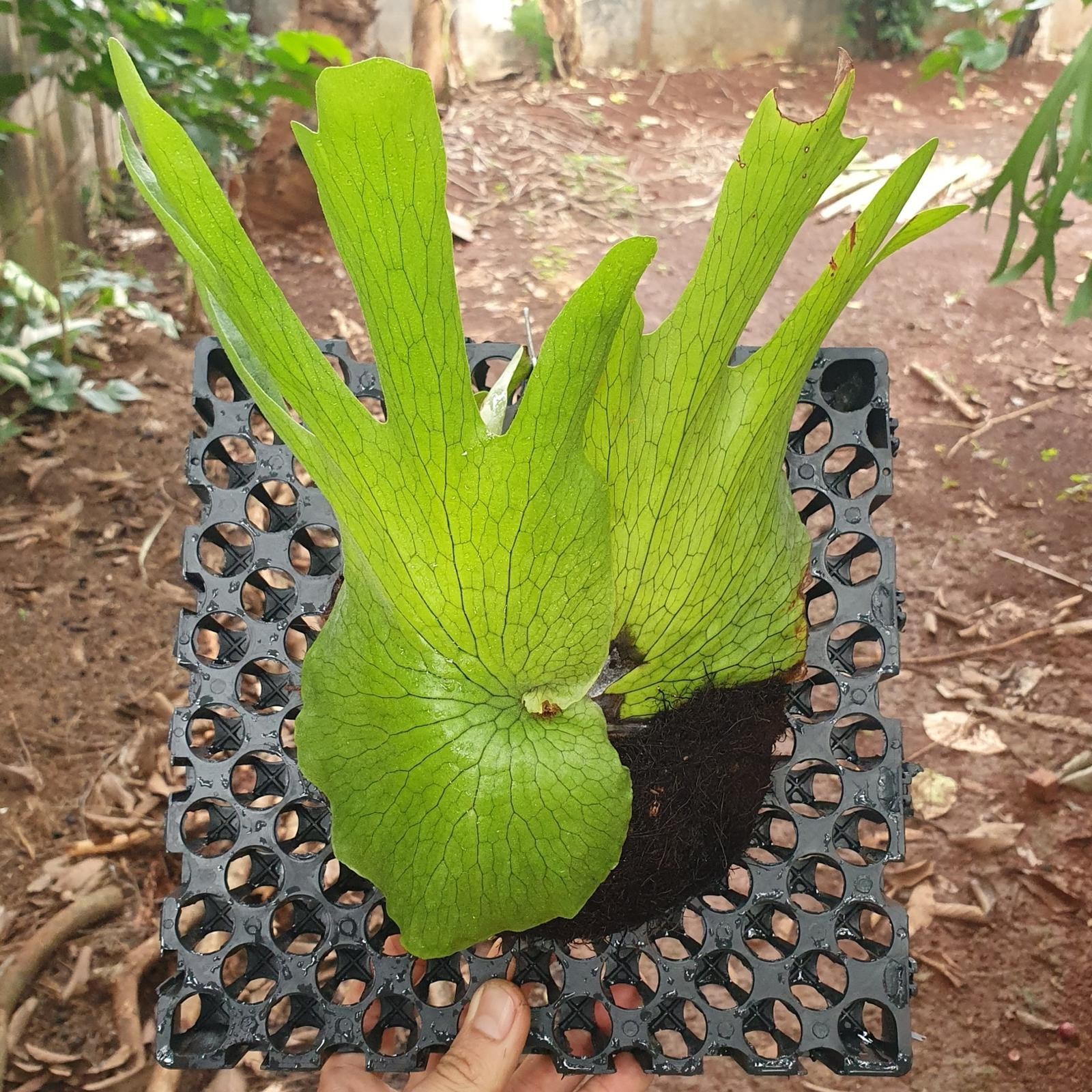 Platycerium Wandae Live Staghorn Fern in Pot