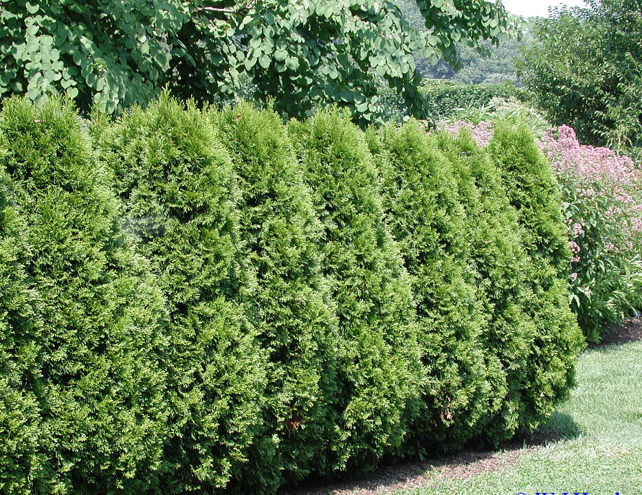 American Arborvitae Thuja Occidentalis White Cedar Tree Seed...