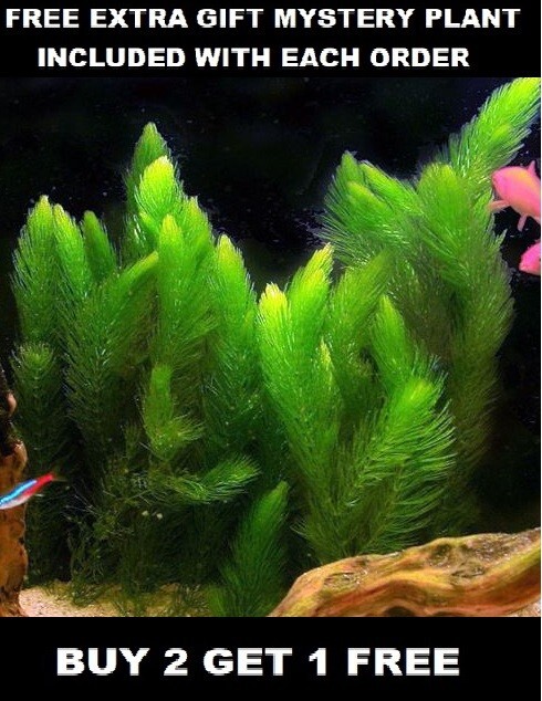 Buy 2 Get 1 Free Hornwort (Ceratophyllum) Live Aquarium Pond...