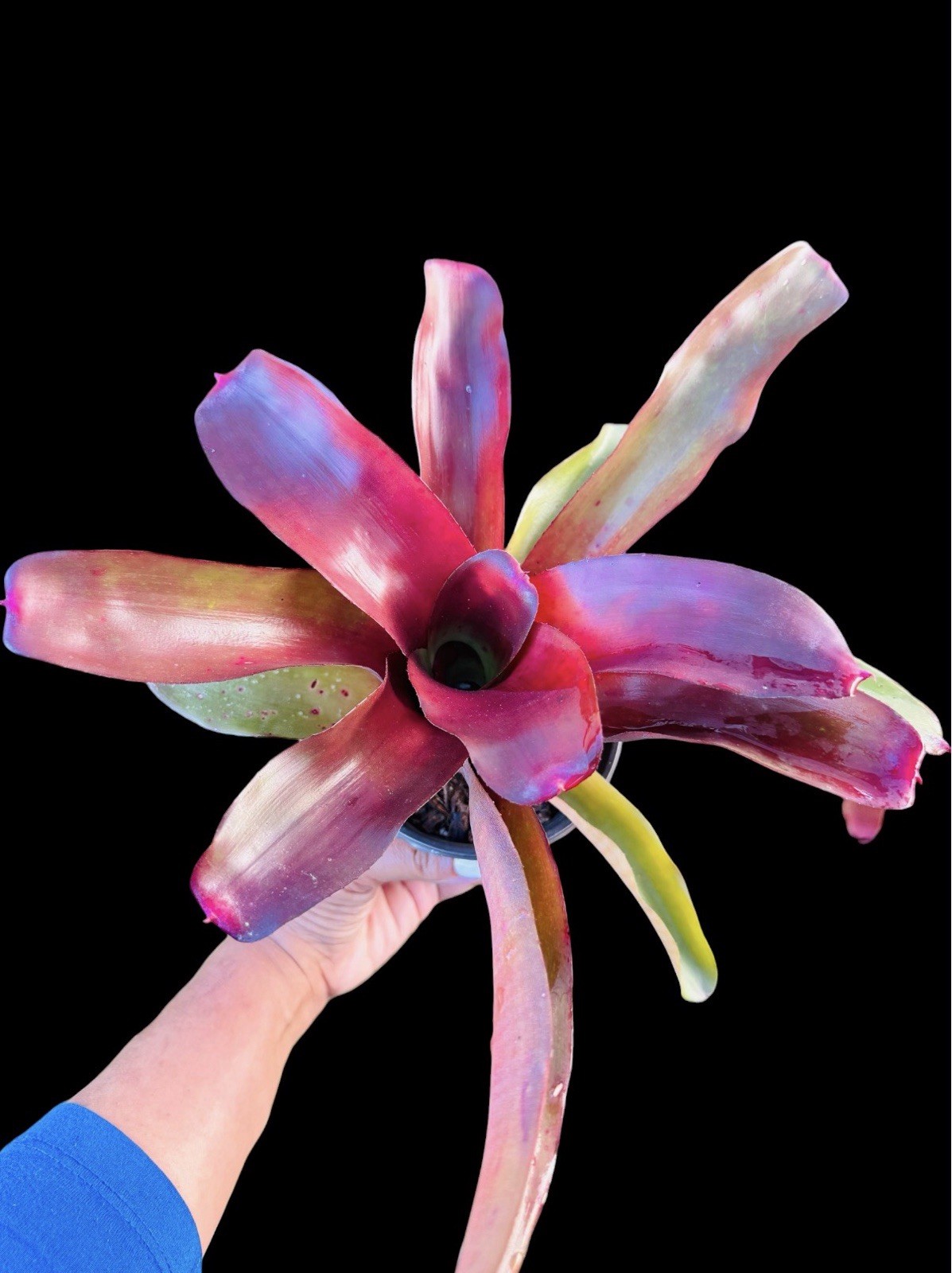 Neoregelia ‘Avalon’ BCR Registered Sun-Grown Bromeliad – 11”...