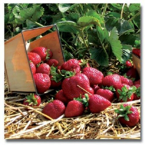 Quinault Everbearing Strawberry Plants (10 Bare-Root), 1Lb,...