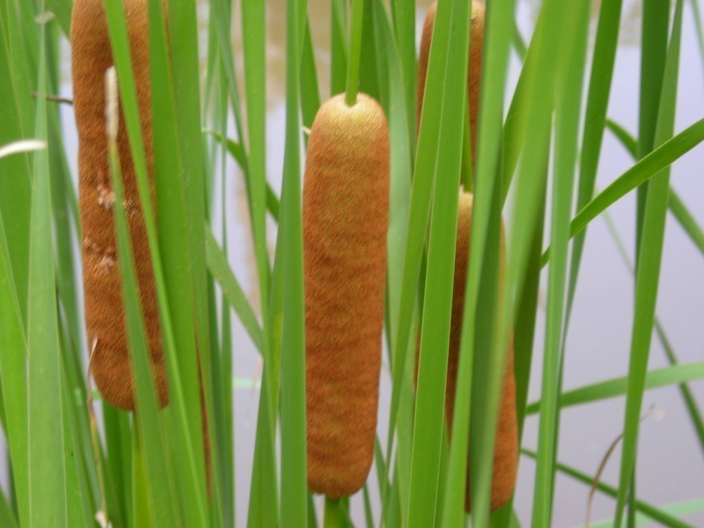 Cold Hardy Dwarf Cattail Aquatic Marginal Pond Plant