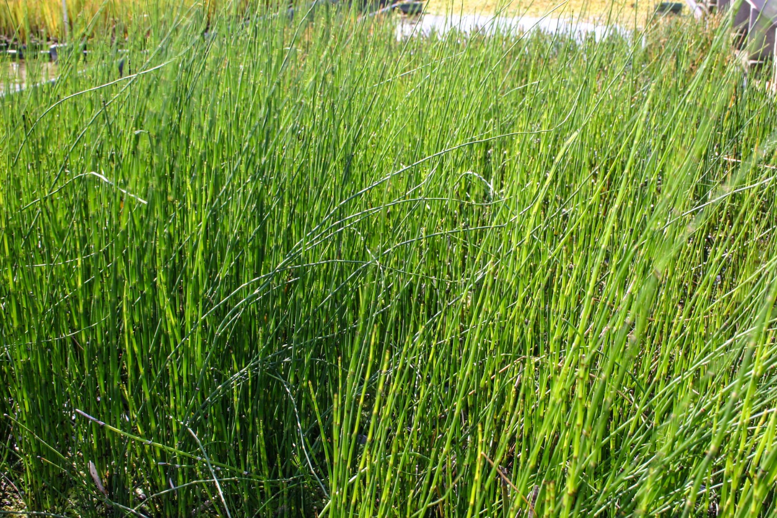 Aquatic Horsetail Rush Winter Hardy Marginal Pond/Bog Plant