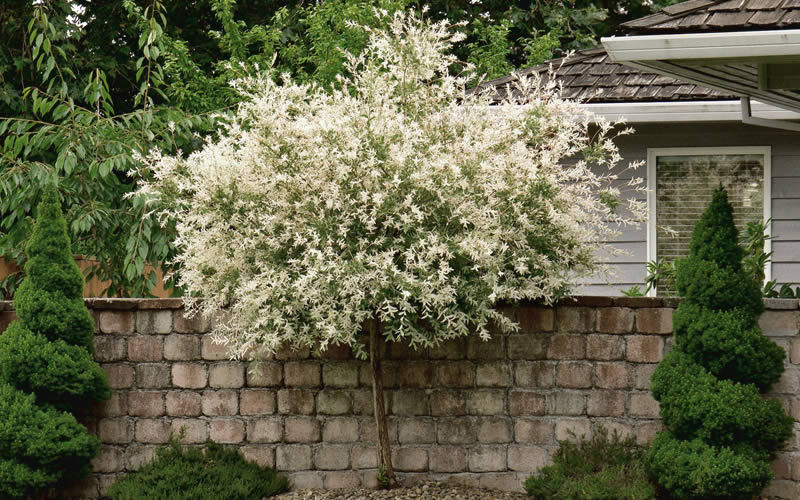 Japanese Dappled Nishiki Willow Shrub/Tree Quart Pot