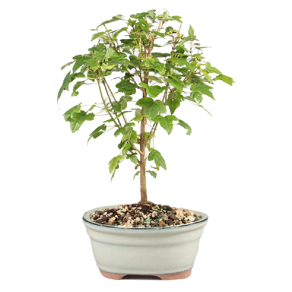 Brussels Bonsai Live Trident Maple Bonsai Tree Outdoor