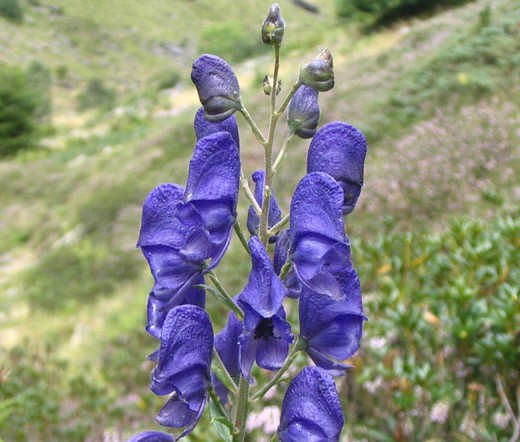 Monkshood Blue Aconitum Napellus - 20 Seeds
