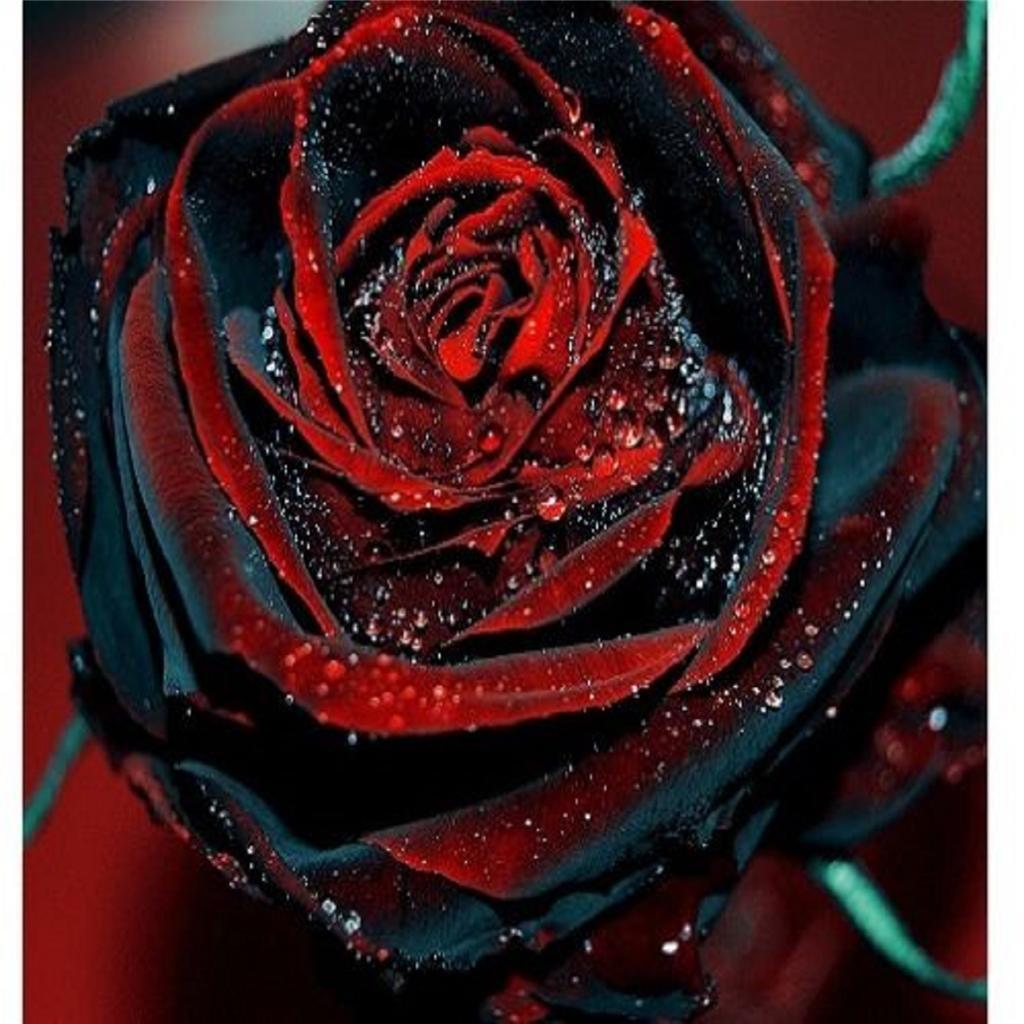 True Blood #25 Rose Bush 50 Or 100 Seeds