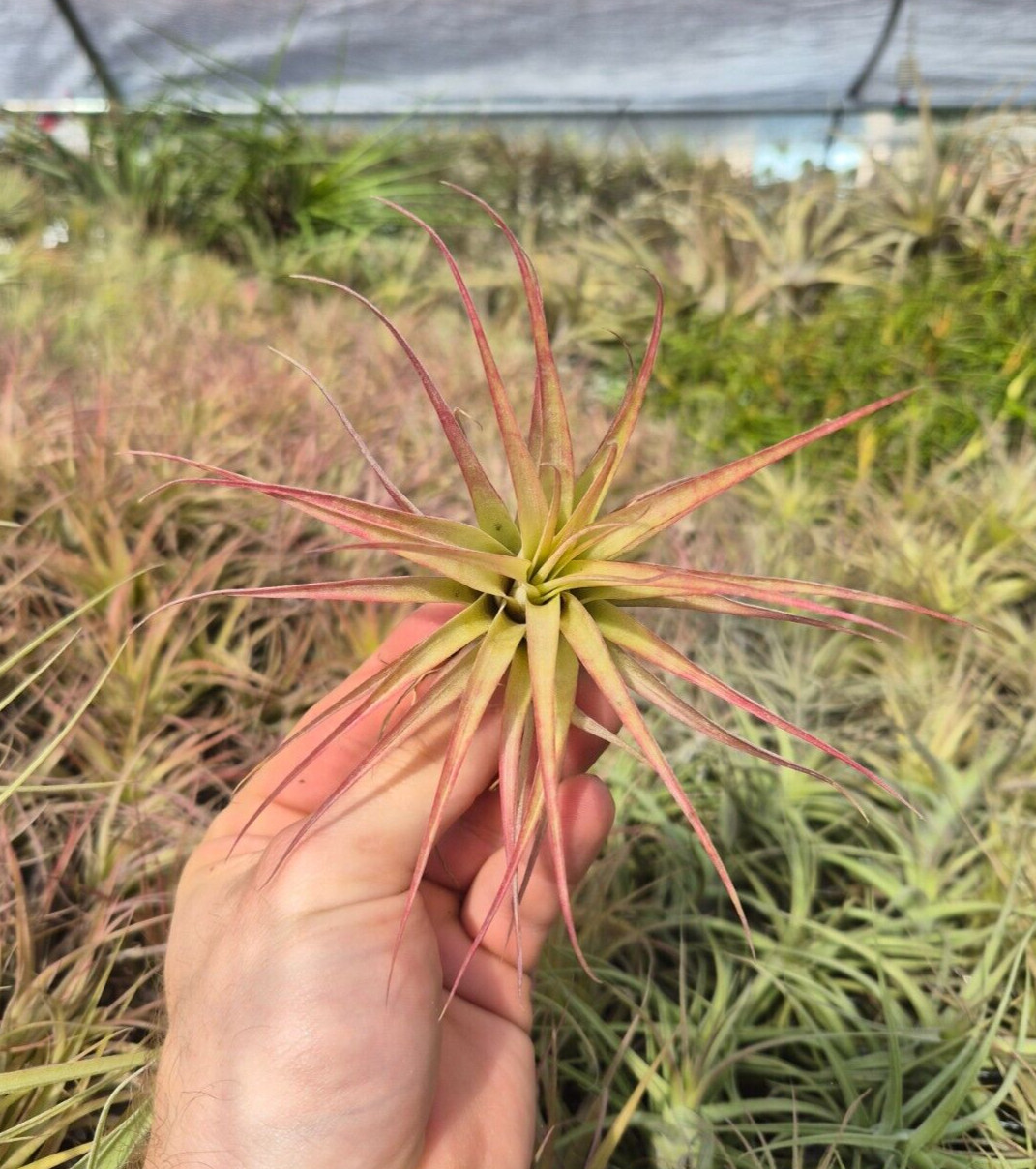 Tillandsia Brachycaulos Air Plant
