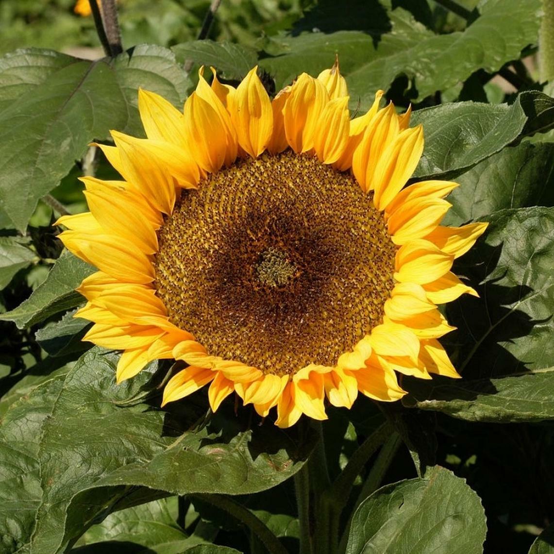 Sunflower Seeds Dwarf Sunspot 50+ Yellow Flower Annual