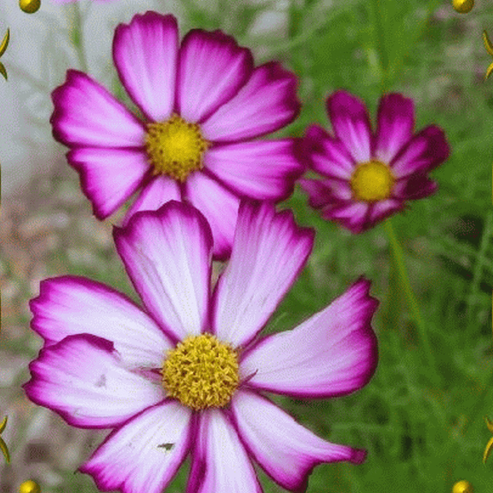 Cosmos Picotee (Cosmos Bipinnatus) Flower 100 Seeds